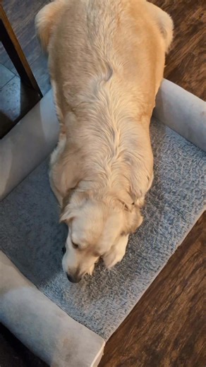 ✨ Holly Update ✨ No update 💁🏼‍♀️ my sweet girl is very committed to keeping these puppies snug and baking them to absolute perfection. | SW Retrievers