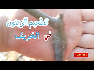 تطعيم الزيتون في الخريف | أفضل وقت ونصائح لنجاح التطعيم بنسبة 100%