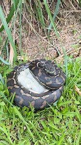 3.3K views · 1.5K reactions | Mumma Carpet python picked a terrible...