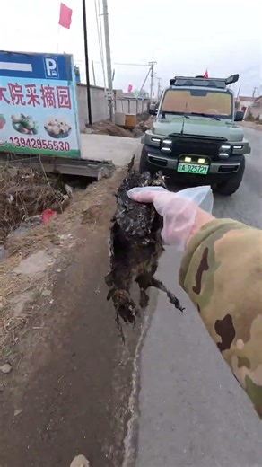 One act of kindness a day helps a squashed kitten to be laid to rest. #shorts