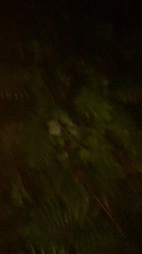 439K views · 4.8K reactions | nakakakilabot na tagpo sa herping namin. #herping #fblifestyletyle | Pareng xy vlog | Facebook