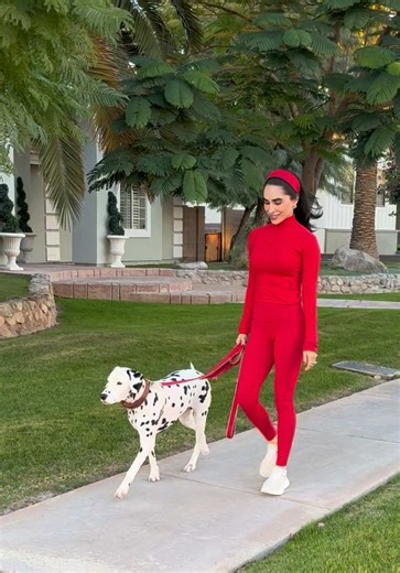 Important Considerations Before Adopting a Dalmatian