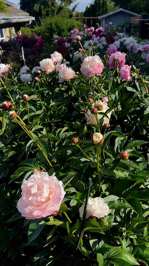 91 reactions · 11 comments | PEONY PLANTING GUIDE...