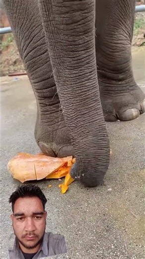 Giant Elephant Crushes Pumpkin in Seconds! 🐘🎃