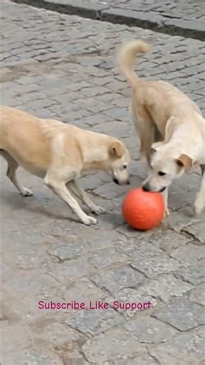 Fight time vs game time 😍🥰🐶 #streetdoglover #cute #trending #viralshorts #adoptdontshop #ytshorts