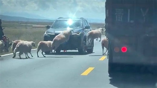 Invisible fence! Sheep hilariously leap over 'barrier' while crossing road in China