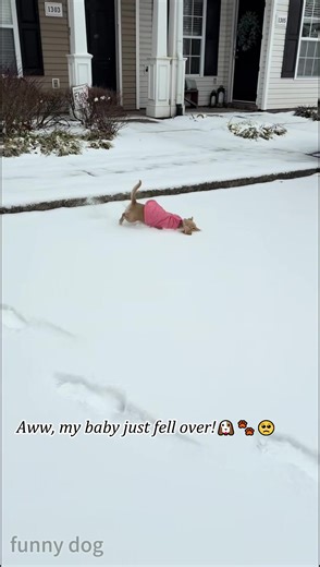 Funny dog moments in the snow#FunnyDogMoments #DogsInSnow #SnowDog #WinterDog#FunnyDogs