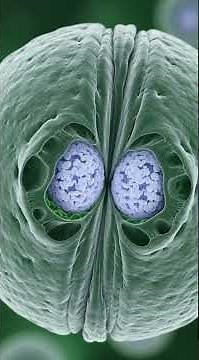 Meiosis Explained – All Stages in 3D Animation #cellreference #cellbiology #science