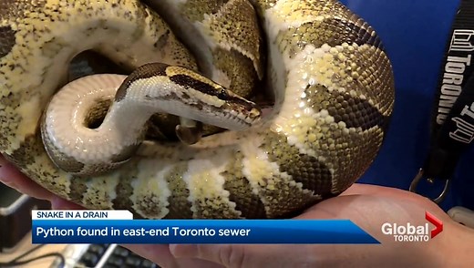 Ball python found in Toronto sewer