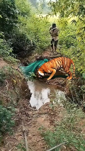 2.3M views · 4.6K reactions | Catching tiger #video #viral #reels #trending | Srikanta Dehury | Facebook