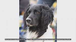 How to Brush and Deshed Your Large Münsterländer Dog