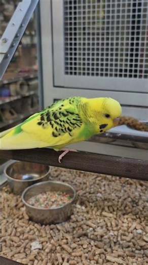 Parrots,rare parakeets,budgies around