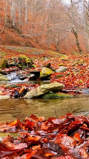 Drift Away to the Sound of a Falling Autumn Stream 🍂 #relax #meditation