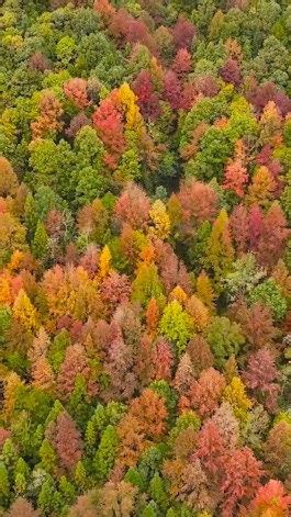 3.1K views · 68 reactions | Step into a red wonderland: Guizhou's massive maple forest shines bright this early winter! For more: https://news.cgtn.com/news/2025-11-13/Huge-maple-forest-in-Guizhou-blazes-red-for-early-winter-1IgiobRWCHu/p.html #ChinaTravel #ChinaTour #BetterLife #ChinaBlueprint #4thPlenum #ChineseModernization #HighQualityDevelopment #Tongren #EcoCivilization | China Plus Culture | Facebook