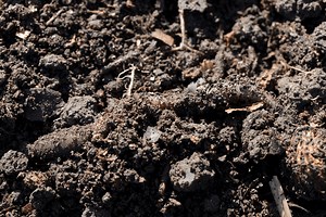 The World’s Most Diverse Community Lives in the Soil — Biological Strategy — AskNature