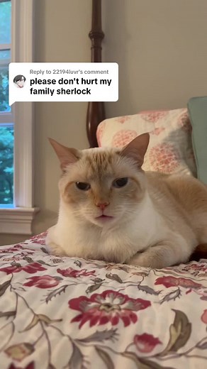 Sherlock The Cat: The Feline Detective