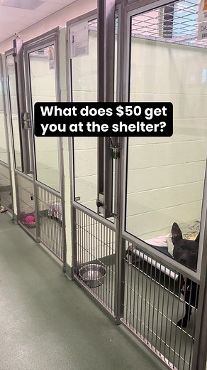 $50 Large Dog Adoptions — Empty the Shelters May 8–10