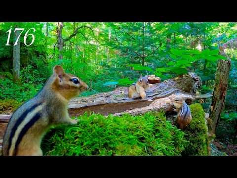 Cat TV: 2 Hours of Chipmunks in the Forest 4K, Episode 176