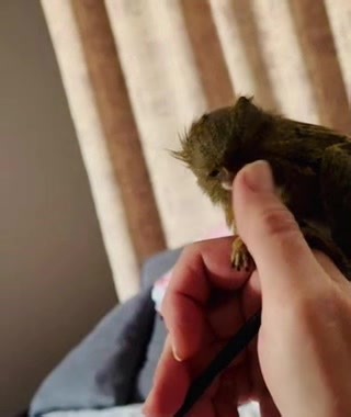 #обезьяна #мавпа #обезьянка #мавпочка #игрунка