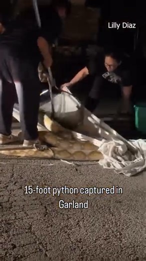 3.3K views · 27 reactions | Garland TX animal control officers captured a 15-foot python . Turns out it was someone’s pet. #garland #snake #news | Traci Fant | Facebook