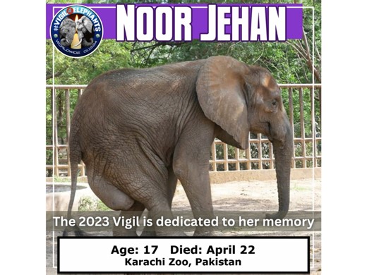 STARTING NOW: VIGIL FOR ELEPHANTS WHO DIED IN CAPTIVITY. Join us now for the 6th annual International Candlelight Vigil for Elephants, hosted by ADI and 32 other groups honoring the elephants who suffered and died in captivity in 2023. Light a candle to remember them and join the live vigil at 10am PT / 1pm ET / 6pm GMT on Vigil4Elephants. Most of these elephants were torn from the wild. Avoid any attraction keeping wild animals in captivity in the name of entertainment and tell everyone you kno