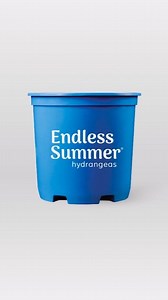 5.3K views · 140 reactions | Fertilizer is one of the key elements to getting the biggest, best hydrangea blooms. Hit play for have-to-know tips on fertilizer and soil amendments, which can change the color of your blooms. | Endless Summer Hydrangeas | Facebook