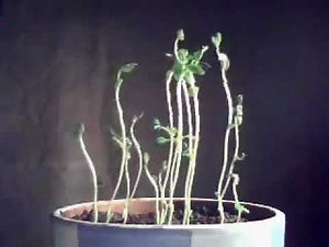 Tropism Experiment by Cameron Wright