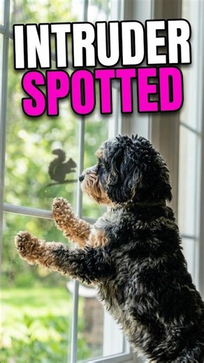 Neighborhood watch is on duty! 🐾