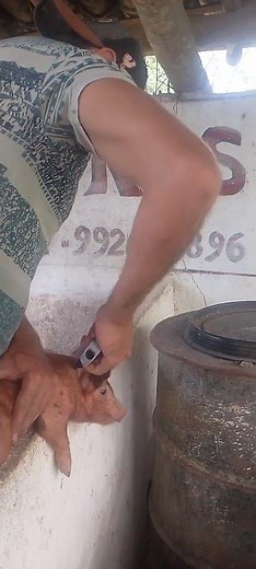 vaccinating our pigs #pigraising #countrylife #farm