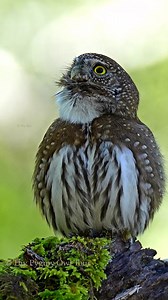 Northern Pygmy Owl 🦉 . . . . . #thypygmyowltour #owl #wildlife #nature #photography #fblifestyle #CommunitySharing #localgiveaway #gift #longing #kidsbooks #loveyou #northernspottedowl #AI #aigenerated 📷 Original photo by me, AI adds the magic! ✨ #northernpygmyowl | Thy Pygmy Owl Tour