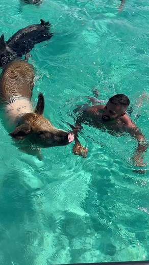 2.2K views · 34 reactions |    Pig beach- Exuma Cays ❤️❤️…....