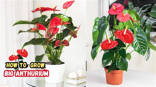 How to get bigger leaves and more blooms on anthurium