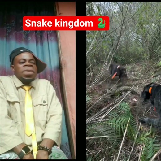 a dog was attack by a giant python #emotional