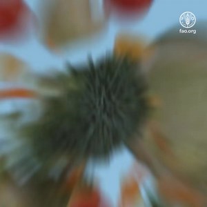 Feeding our growing population has many challenges. 🎥 Learn how agriculture biotechnologies can help us in producing healthier and safer food while protecting our environment 👇 #WorldScienceDay #AgInnovation Via Food and Agriculture Organization of the United Nations (FAO) | United Nations Biodiversity