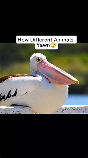 Cute Animals Yawning: A Joyful Compilation