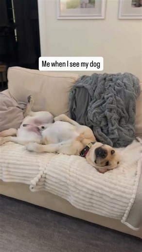 Field and Labs | English Yellow Lab Adventures |