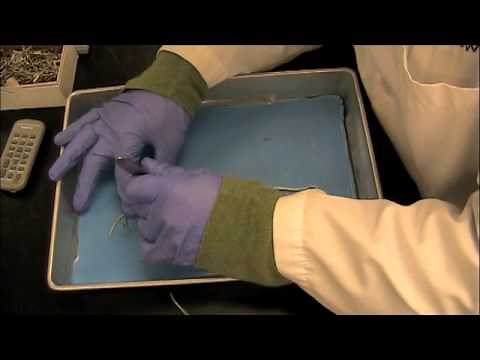 Ascaris Dissection Lab