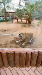 Tug of War with a Liger #Tiger #lion #liger | Caught Series