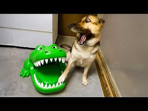 Try Not to Laugh: Hilarious Funny Animals Compilation 2026🐾😂