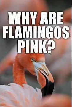 🦩 Flamingos – The Animals That Turn Food Into Color