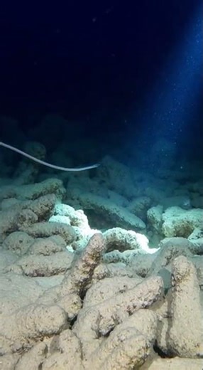 Ghost Eel Vanishes in the Darkness