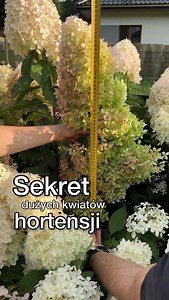Jak mieć ogromne kwiaty hortensji? 4 kluczowe kroki! 🌸 Jeśli chcesz, by Twoje hortensje zachwycały wielkimi, bujnymi kwiatostanami, musisz zadbać o kilka ważnych rzeczy! 💧 Podlewanie – Hortensje uwielbiają wilgotną ziemię, ale nie lubią stać w wodzie. Same pokażą, kiedy jej potrzebują – ich liście zrobią się oklapnięte. Ja podlewam je co około 3 dni dużą ilością wody, aby korzenie sięgały głębiej i były odporniejsze na suszę. 🌱 Nawożenie – Najlepiej stosować specjalny nawóz do hortensji, któr