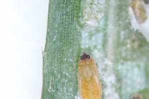 Wisconsin issues quarantine for elongated hemlock scale that includes Michigan