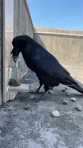 The crow put a stone in the bottle. #shortsvideo