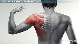 Supraspinatus Muscle | Action, Origin, Insertion & Location - Video | Study.com