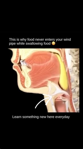 @eduardluliclips on Instagram: "Ever wonder how you can eat, talk, and breathe — all using the same throat — without choking every time? Here’s how your body pulls off that magic trick 👇 When you swallow, a small flap called the epiglottis moves into action. It closes off your windpipe (trachea) for a split second — forcing food and drinks to travel safely down your esophagus instead. It’s like a perfectly timed traffic signal for your throat — one wrong move, and everything could go down the w
