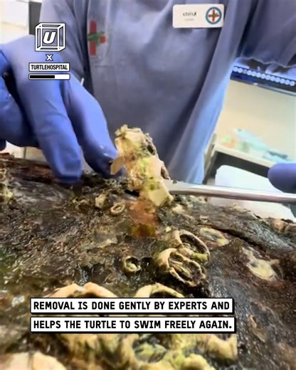 This barnacle removal is so satisfying 🐢🤯 #satisfying #turtle | UNILAD