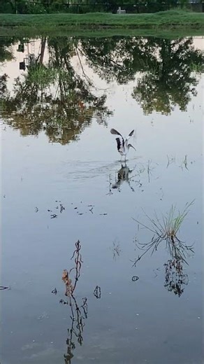 Wading shallow water #bird #birds #nature #pond #wildlife #trail #wild #photography #viral #ibis