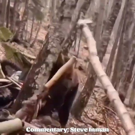 Excellent Tactic #knockoutmoments #greatesthitsalbum #pets