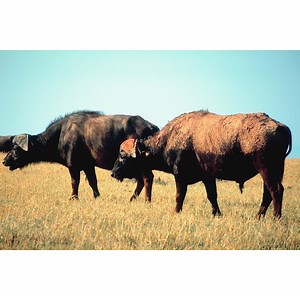 The Crafts & Tools of the Apache Indians | Synonym